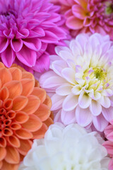 Pink, purple, lilac and white dahlia blooms background. Pastel shades dahlia flowers close up. Floral wallpaper