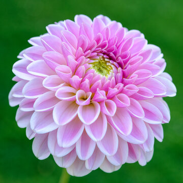 Pink silk dahlia flower close up.