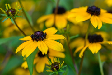 Rudbeckia triloba. Brown eyed susan, branched coneflower, thin leaved coneflower or three lobed coneflower.