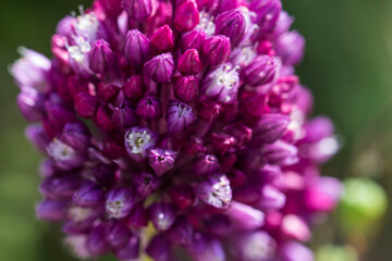 blue allium flower on a blurred background with highlights and bokeh. colorful flower macro photo. space for text. beautiful screensaver. close-up.