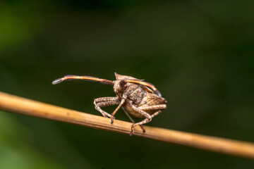 rhombic bug on a blade of grass. blurred background. wildlife. colorful detailed macro photo of an insect. close-up. space for text. screensaver. bokeh