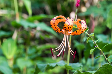 lily lanceolate. colorful detailed macro flower photo on blurred background with highlights and bokeh. space for text. natural beauty. close-up.