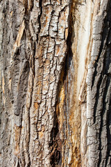 Obraz premium A tree trunk with a brown and white bark