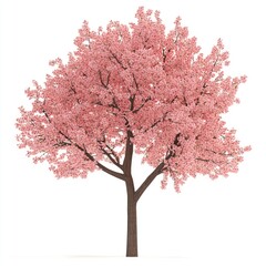 Obraz premium Pink cherry blossom tree against white background