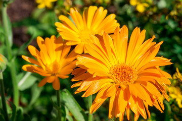 orange calendula flower. colorful detailed macro photo of a flower. blurred background with highlights, bokeh. space for text. natural beauty. close-up.