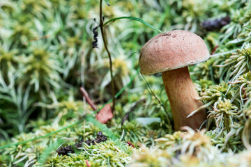false boletus. colorful detailed macro photo of a mushroom with a blurred background. space for text. natural beauty. close-up.