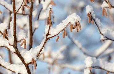 A tree branch covered in snow