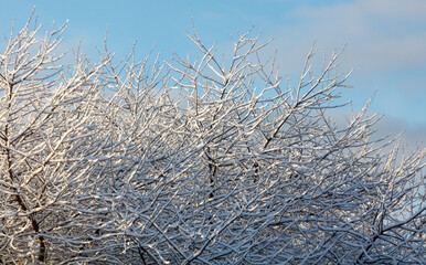 A tree covered in snow