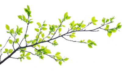 A close-up view of a slender branch adorned with green leaves against a soft. overcast sky. symbolizing the freshness of spring and the beauty of nature in a tranquil setting