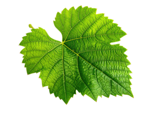 Close-up of a vibrant green grape leaf, sharply defined against black.  Detailed leaf veins and texture are visible