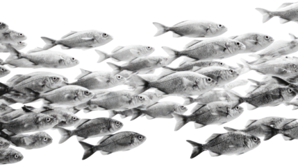 School of colorful fish swimming in clear water isolated on white background
