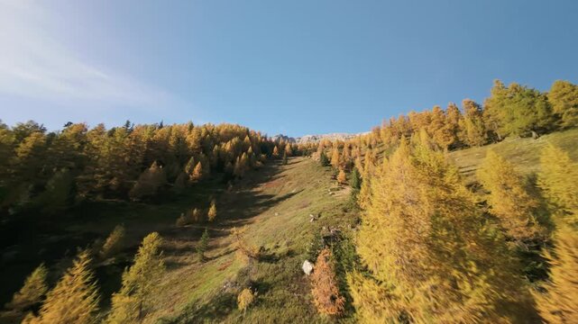 FPV flight through a forest with yellow conifer trees, autumn, L&ouml;tschental, Switzerland
