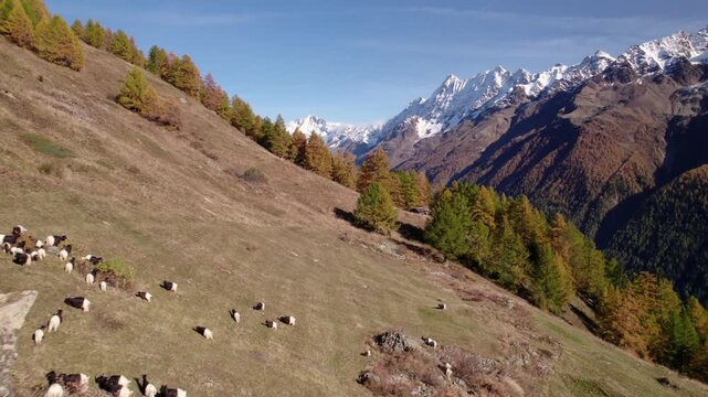 Aerial of goats with yellow trees and snowy mountain, L&ouml;tschental, Switzerland