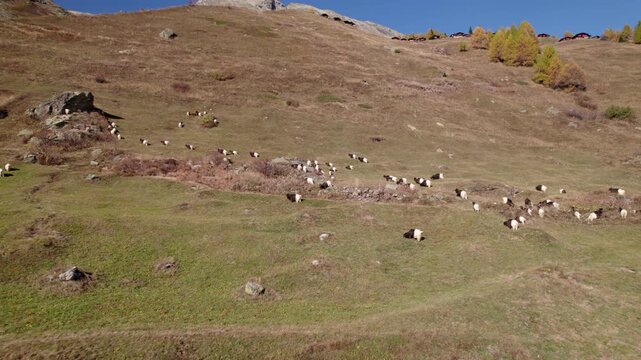 Flying towards goats roaming around a hill in autumn, L&ouml;tschental, Switzerland