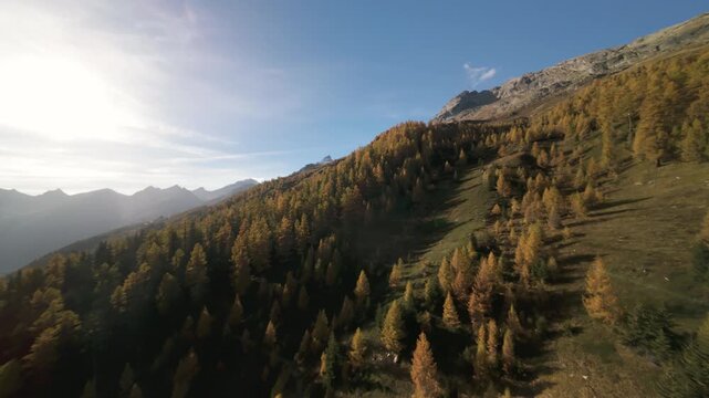 FPV flight through golden conifer trees, autumn, L&ouml;tschental, Switzerland