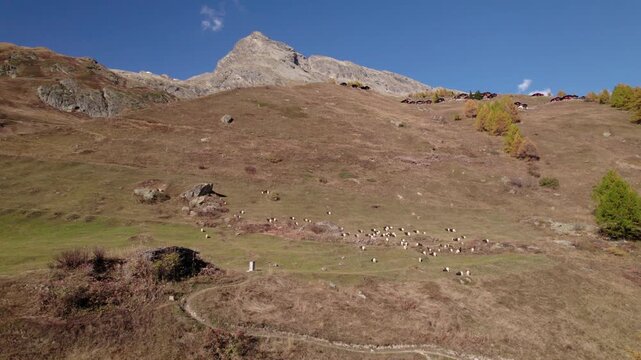 Static shot of goats in the distance on a mountain, L&ouml;tschental, Switzerland