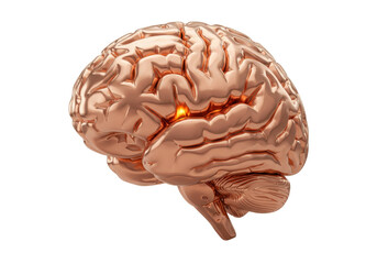 Isolated human brain model in bronze tone, anatomical depiction for medical applications