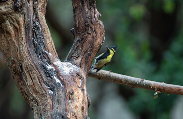 Green backed tit perched on a branch looking for food. Selective focus.