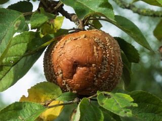 Closeup of a Rotting Apple on a Branch.