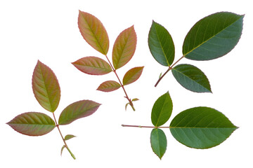 Four rose leaves isolated on a transparent background, showcasing variations in color and growth stages. background removed