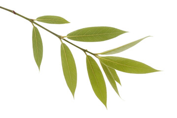 Obraz premium A sprig of light green leaves on a branch, isolated on a transparent background. background removed