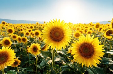 A vast field of vibrant yellow sunflowers stretches to the horizon under a bright, sunny sky. Focus is on a few sunflowers in the foreground