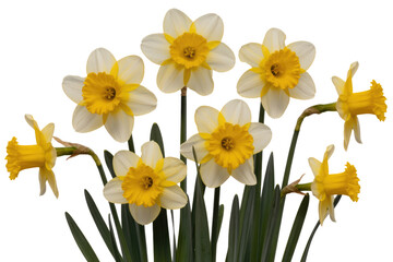 Obraz premium A cluster of seven daffodils with white petals and yellow centers, isolated on a transparent background. background removed