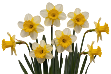 A cluster of seven daffodils with white petals and yellow centers, isolated on a transparent background. background removed