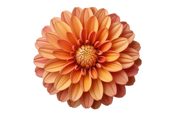 A vibrant, close-up view of a peach-colored dahlia flower, isolated on a transparent background. background removed
