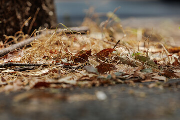 Street cluster - autumn nature mismash includes strands of thin dried gnarly grass mixed in with broken twigs and assorted brownish hued speckled leaves, all clustered around a roadside marker.