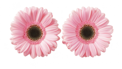 Two pink gerbera daisies with intricate petal details. set against a clean white background. ideal for floral-themed designs or nature-inspired projects