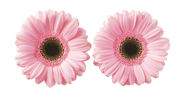 Two pink gerbera daisies with intricate petal details. set against a clean white background. ideal for floral-themed designs or nature-inspired projects