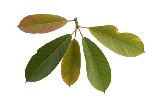 Five vibrant green and yellow leaves branch isolated on a transparent background. background removed - Powered by Adobe