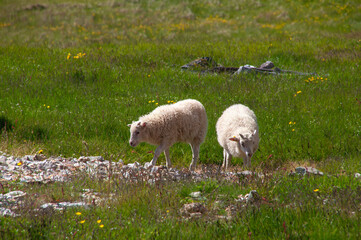 Stokksnes Iceland, twin lambs grazing in field of spring grass