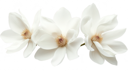 A close-up view of three pristine white magnolia flowers arranged elegantly on a soft background. their delicate petals and intricate details. perfect for nature-themed projects