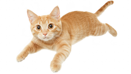 An adorable orange tabby cat playfully leaping in mid-air against a clean white background. its playful nature and curiosity. perfect for animal-themed content