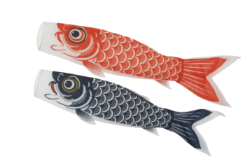 Two koi carp streamers, red and black, traditional Japanese symbols for Children's Day. background removed
