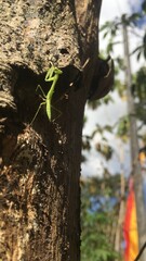 Tiny Green Praying Mantis Nymph on Rough Tree Bark