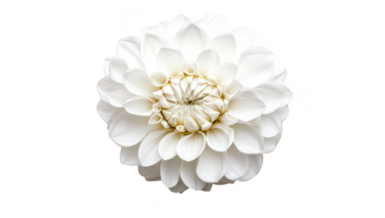 A close-up view of a pristine white flower with intricate petals arranged in a circular pattern. set against a plain white background. creating a serene and elegant atmosphere suitable for nature-them