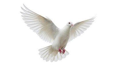 White Dove in Flight