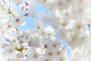 満開に咲いた桜の花　