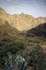 Explore the Majestic Ravine of Afur in Anaga, Tenerife’s Stunning Landscape, Spain