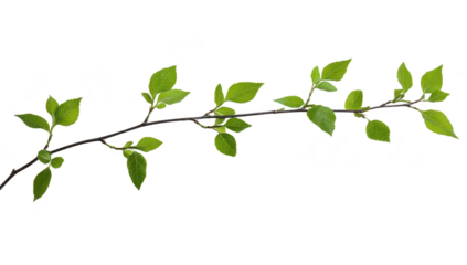 A slender branch adorned with green leaves stretches gracefully against a clean white background. symbolizing natures beauty and tranquility. ideal for botanical or environmental themes