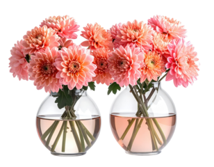 Two clear glass vases, filled with light peach-pink dahlias