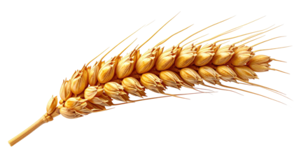 Close-up of a golden wheat ear against a black background