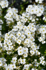 Garden arabis white flowers - Latin name - Arabis caucasica Little Treasure White