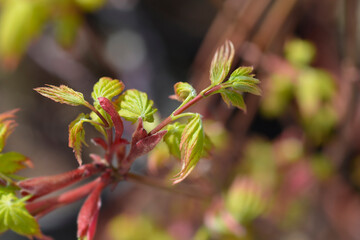 Japanese Maple new leaves - Latin name - Acer palmatum Summer Gold