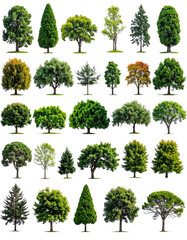 Fototapeta premium Variety of trees in a grid