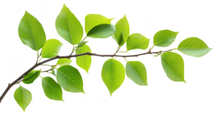 A close-up view of a green branch with fresh leaves against a clean white background. perfect for illustrating nature. growth. and botanical themes in various contexts