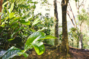 Tea leaves in closeup photo. Fresh Green tea tree leaves in eco herbal farm. Tree tea plantations in morning sunlight. Drinking organic tea relax heath plant. Green tea trees with two leaves and a bud